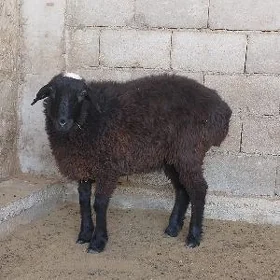 Işşek goýun