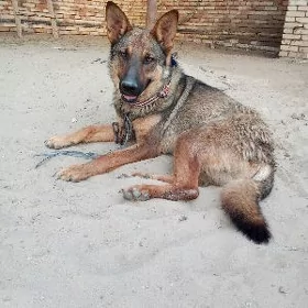 Awçarka