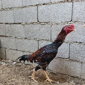 taskent horaz towuk