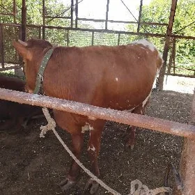ökiz