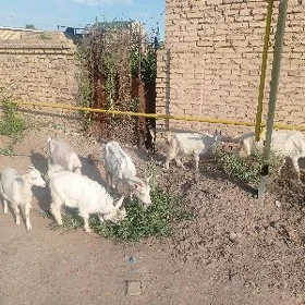 Geçi