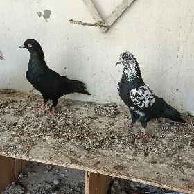 Kepderi