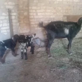 Ekiz owlakly geci