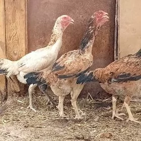yumutga tasgent