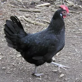 towuk towuklar