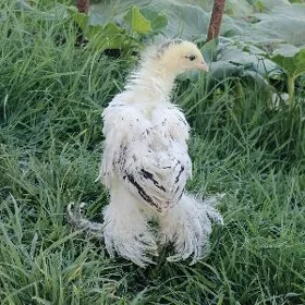 Arassa brama