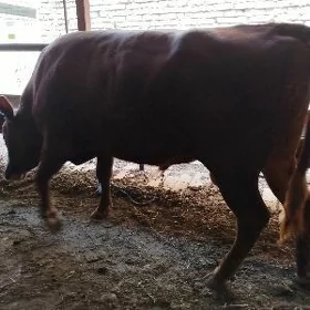 okuzler