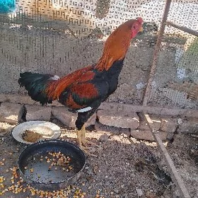 Baysy horaz