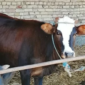 gunajynlar 2 sany