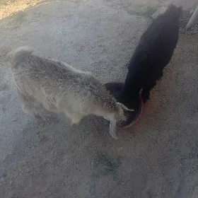 owlak bu