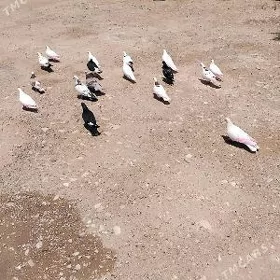kepderi