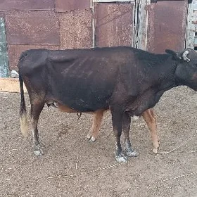 goleli sygyr