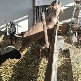 erkec geci