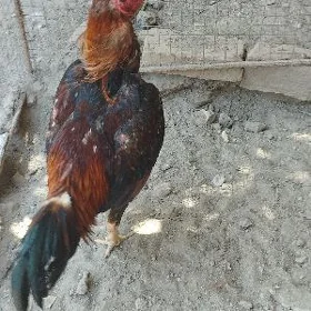 baysok horaz