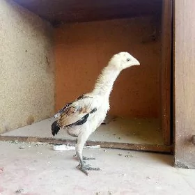 Bayok tovuk jujeler