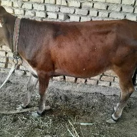 Gulajyn