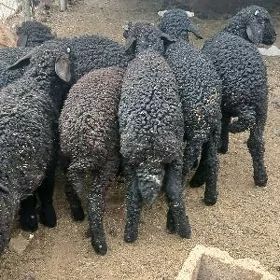 garakol