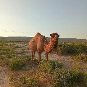 köşeli duye