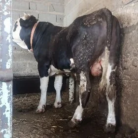 şwes okuz gati ulu zat