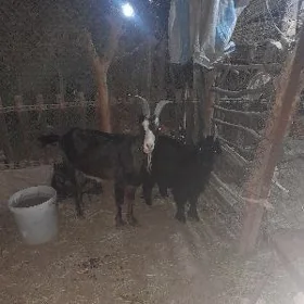 geçi