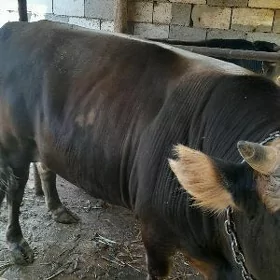 òkùz