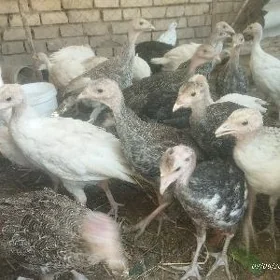 İnduk jüje