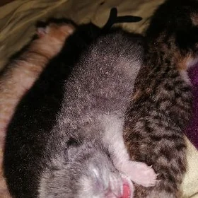 разных цветов котят
