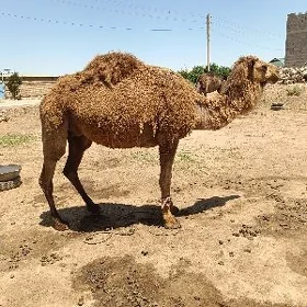 Köşekli düýe