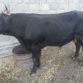 iki okuz