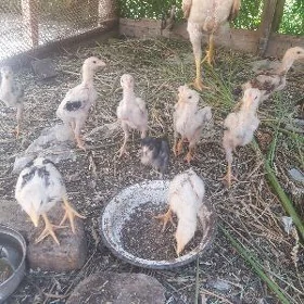 baysow jujeler