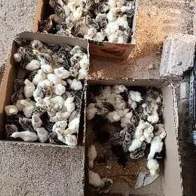 induk jüje