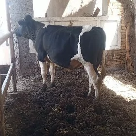 galşteyin