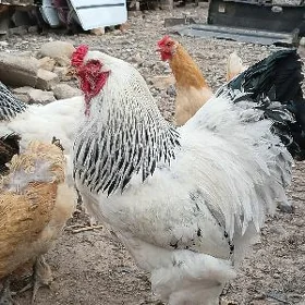 BRAMA HORAZ