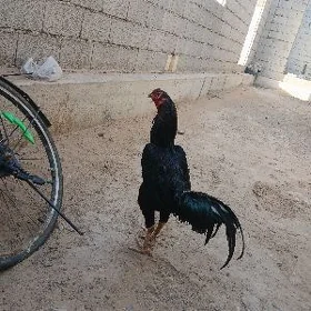 Höraz