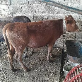 2 Tüwe