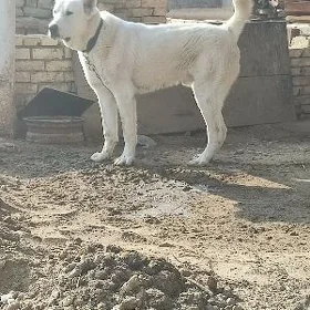 Akbaý