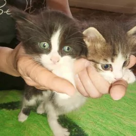 Хорошие котята в Хороший Дом.