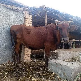 satlyk unajyn