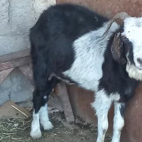 geci