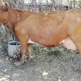 goleli sgyr
