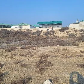 Gokdepe jay