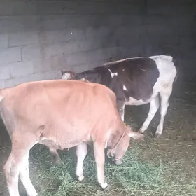 öküz tüwe.