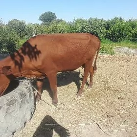 baklyk sygyr
