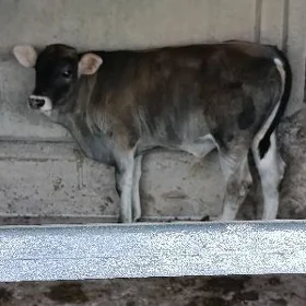 ŞWES GÖLELİ SYGYR