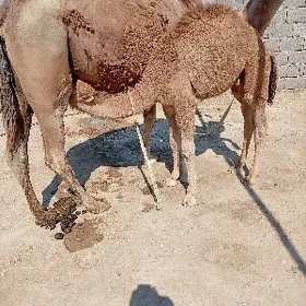 kosekli duye