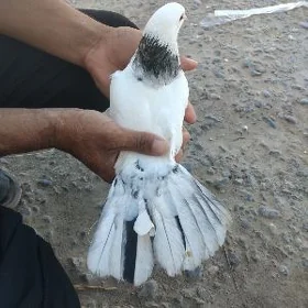 kepderi