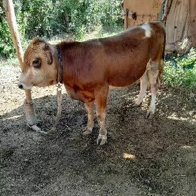 okuzler