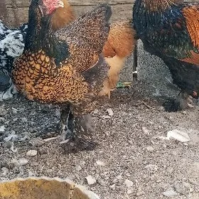 brama laset