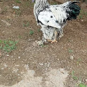 brama horaz