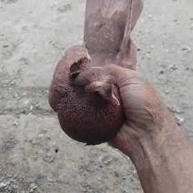 kepderi